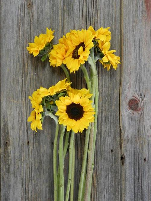 15 LARGE & 15 PETITE YELLOW SUNFLOWERS